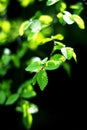 Young leaves of hornbeam