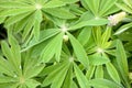 Young leaves of lupine Royalty Free Stock Photo