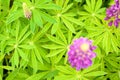 Young leaves of lupine Royalty Free Stock Photo