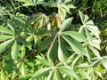 The young leaves of the Manihot esculenta plant are usually used as vegetables Royalty Free Stock Photo