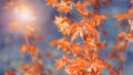 Young leaves of maple red orange in the sunlight on a blue toned blurred background. Beautiful natural banner. Spring or autumn Royalty Free Stock Photo