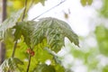 Young leaves of maple tree in spring forest Royalty Free Stock Photo