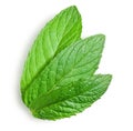 Young leaves of mint
