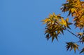 Young leaves orange and red of the Japanese maple Acer Palmatum unfold in early spring on blue sky background. Royalty Free Stock Photo