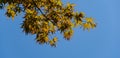 Young leaves orange and red of the Japanese maple Acer Palmatum unfold in early spring on blue sky background. Royalty Free Stock Photo