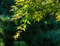 Young leaves orange and red of the Japanese maple Acer Palmatum unfold in early spring on blurred leaves background. Royalty Free Stock Photo