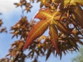 Young leaves orange and red of the Japanese maple Acer Palmatum unfold in early spring on blurred leaves background. Close-up. Royalty Free Stock Photo