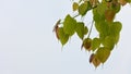 Close up of  Peepal tree Ficus religiosaor bodhi or pippala or ashwattha tree leaves Royalty Free Stock Photo