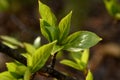 Young leaves of poplar Royalty Free Stock Photo