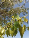 young leaves of poplar Royalty Free Stock Photo