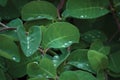 European fly honeysuckle lonicera xylosteum periclymenum dwarf woodbine shrub, new young green plant leaves, fresh raindrops