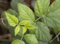 Young leaves of raspberry Bush Rubus idaeus Royalty Free Stock Photo