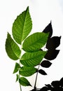 Green leaves of a walnut tree on a white background.
