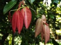 young leaves are red Royalty Free Stock Photo