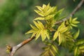 Young leaves of Rhus chinensis