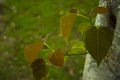 Young leaves of Sacred fig tree Genus Ficus