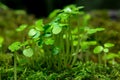 Young leaves of small seedlings burst from Moss.