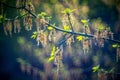 Young leaves in spring and bokeh