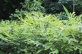 Young leaves of tamarind trees