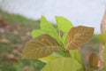 the young leaves of the teak tree Dark green and light green on a teak tree in the tropical forest, optional focus