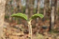 Young Leaves of Teakwood Tree Germination