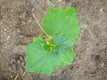 Young leaves and tendril of cucumber. Cucumber plant. The plants in the greenhouse non-GMO, vegetarian food, close up, top view