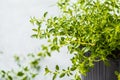 Young leaves of thyme in a pot, seedlings. White background, garden concept