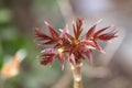 Young leaves of toon tree