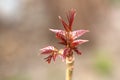 Young leaves of toon tree