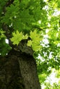 Young leaves and tree body of a plane tree on spring summer day with blur green leaves branches and light background close up look