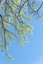 Young leaves on tree branches in early spring clear blue sky Royalty Free Stock Photo