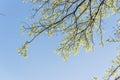 Young leaves on tree branches in early spring clear blue sky Royalty Free Stock Photo