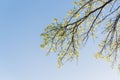 Young leaves on tree branches in early spring clear blue sky Royalty Free Stock Photo