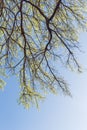 Young leaves on tree branches in early spring clear blue sky Royalty Free Stock Photo