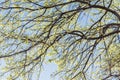 Young leaves on tree branches in early spring clear blue sky Royalty Free Stock Photo
