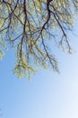 Young leaves on tree branches in early spring clear blue sky Royalty Free Stock Photo