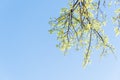 Young leaves on tree branches in early spring clear blue sky Royalty Free Stock Photo