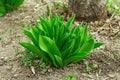 Young leaves of tulips in the garden. Spring seasonal of growing plants. Gardening concept Royalty Free Stock Photo