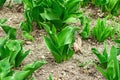Young leaves of tulips in the garden. Spring seasonal of growing plants. Gardening concept Royalty Free Stock Photo