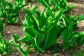 Young leaves of tulips in the garden. Spring seasonal of growing plants. Gardening concept Royalty Free Stock Photo