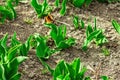 Young leaves of tulips in the garden. Spring seasonal of growing plants. Gardening concept Royalty Free Stock Photo