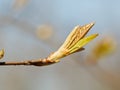 Young leaves on twig in spring day Royalty Free Stock Photo