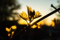 Young leaves of the vineyard are illuminated by the sun at sunset. The leaves of the vineyard bloom in the spring