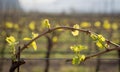 young leaves in the vineyard in the spring. Royalty Free Stock Photo