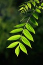 Young leaves of the walnut backlit Royalty Free Stock Photo