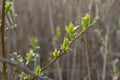 The young leaves of willow, early spring