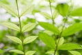 Young leaves of Wrightia religiosa. Royalty Free Stock Photo