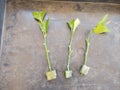 young lemon tree branches stuck in aloe vera leaf for rooting, aloe vera rooting agent for propagating lemon tree by cuttings