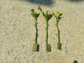 young lemon tree branches stuck in aloe vera leaf for rooting, aloe vera rooting agent for propagating lemon tree by cuttings Royalty Free Stock Photo