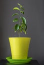 Young lemon tree grown in a flower pot